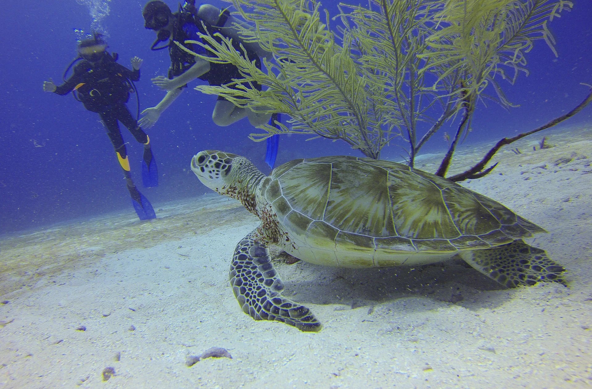 Duiken in Egypte: de Rode Zee van onderaf